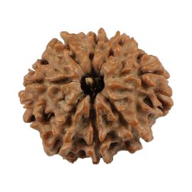 Natural 8 Mukhi (Eight Mukhi) Nepali Rudraksha GJSPC Certified 19.99 M.M.