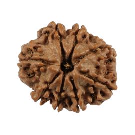 Natural 8 Mukhi (Eight Mukhi) Nepali Rudraksha GJSPC Certified 21.15 M.M.