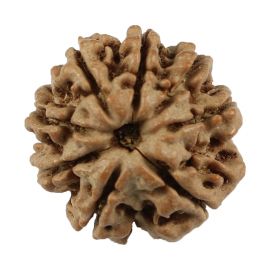 Natural 8 Mukhi (Eight Mukhi) Nepali Rudraksha GJSPC Certified 19.67 M.M.