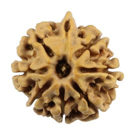 Natural 8 Mukhi (Eight Mukhi) Nepali Rudraksha GJSPC Certified 21.43 M.M.