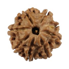 Natural 8 Mukhi (Eight Mukhi) Nepali Rudraksha GJSPC Certified 20.81 M.M.