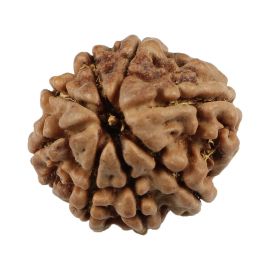 Natural 8 Mukhi (Eight Mukhi) Nepali Rudraksha GJSPC Certified 21.43 M.M.