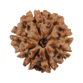 Natural 8 Mukhi (Eight Mukhi) Nepali Rudraksha GJSPC Certified 20.27 M.M.