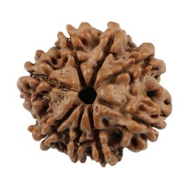 Natural 8 Mukhi (Eight Mukhi) Nepali Rudraksha GJSPC Certified 21.37 M.M.