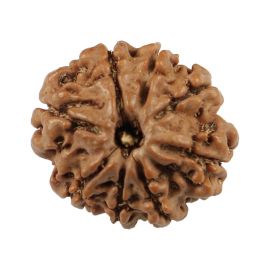 Natural 8 Mukhi (Eight Mukhi) Nepali Rudraksha GJSPC Certified 20.32 M.M.