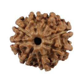 Natural 8 Mukhi (Eight Mukhi) Nepali Rudraksha GJSPC Certified 19.59 M.M.