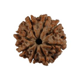 Natural 8 Mukhi (Eight Mukhi) Nepali Rudraksha GJSPC Certified 20.22 M.M.