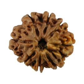 Natural 8 Mukhi (Eight Mukhi) Nepali Rudraksha GJSPC Certified 21.44 M.M.