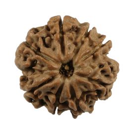 Natural 8 Mukhi (Eight Mukhi) Nepali Rudraksha GJSPC Certified 20.74 M.M.