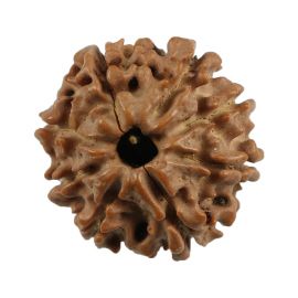 Natural 8 Mukhi (Eight Mukhi) Nepali Rudraksha GJSPC Certified 20.11 M.M.