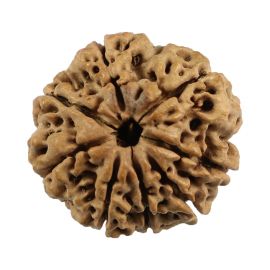 Natural 8 Mukhi (Eight Mukhi) Nepali Rudraksha GJSPC Certified 23.56 M.M.