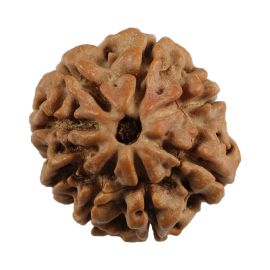 8 Mukhi Rudraksha (Nepal) 21.71 MM