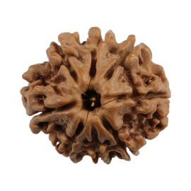 Natural 8 Mukhi (Eight Mukhi) Nepali Rudraksha GJSPC Certified 21.05 M.M.