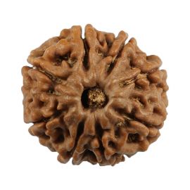 Natural 8 Mukhi (Eight Mukhi) Nepali Rudraksha GJSPC Certified 23.5 M.M.