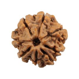 Natural 8 Mukhi (Eight Mukhi) Nepali Rudraksha GJSPC Certified 21.24 M.M.