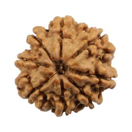 Natural 8 Mukhi (Eight Mukhi) Nepali Rudraksha GJSPC Certified 20.7 M.M.