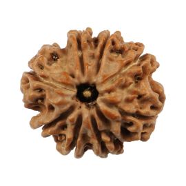 Natural 8 Mukhi (Eight Mukhi) Nepali Rudraksha GJSPC Certified 20.63 M.M.