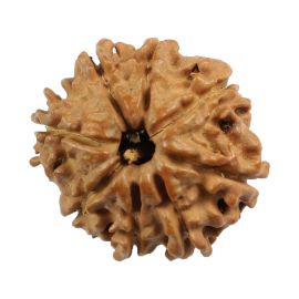 Natural 8 Mukhi (Eight Mukhi) Nepali Rudraksha GJSPC Certified 21.47 M.M.