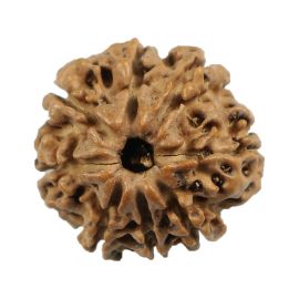 Natural 8 Mukhi (Eight Mukhi) Nepali Rudraksha GJSPC Certified 18.43 M.M.