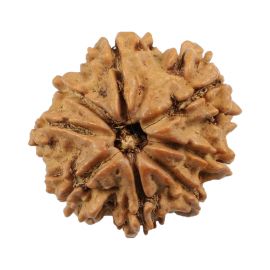 Natural 8 Mukhi (Eight Mukhi) Nepali Rudraksha GJSPC Certified 21.26 M.M.