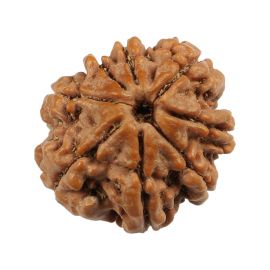 Natural 8 Mukhi (Eight Mukhi) Nepali Rudraksha GJSPC Certified 20.48 M.M.