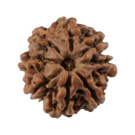 Natural 8 Mukhi (Eight Mukhi) Nepali Rudraksha GJSPC Certified 19.84 M.M.