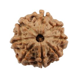 Natural 8 Mukhi (Eight Mukhi) Nepali Rudraksha GJSPC Certified 18.96 M.M.