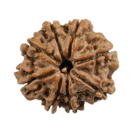 Natural 8 Mukhi (Eight Mukhi) Nepali Rudraksha GJSPC Certified 20.21 M.M.