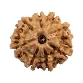 8 Mukhi Rudraksha (Nepal) 20.31 MM