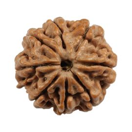 Natural 8 Mukhi (Eight Mukhi) Nepali Rudraksha GJSPC Certified 20.26 M.M.