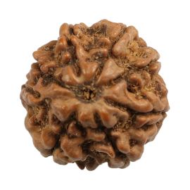 Natural 8 Mukhi (Eight Mukhi) Nepali Rudraksha GJSPC Certified 20.03 M.M.