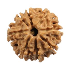 Natural 8 Mukhi (Eight Mukhi) Nepali Rudraksha GJSPC Certified 20.36 M.M.