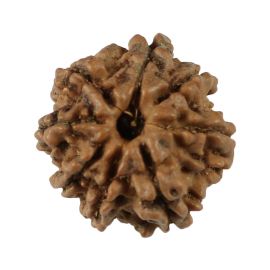 Natural 8 Mukhi (Eight Mukhi) Nepali Rudraksha GJSPC Certified 18.69 M.M.