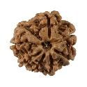 Natural 8 Mukhi (Eight Mukhi) Nepali Rudraksha GJSPC Certified 20.35 M.M.