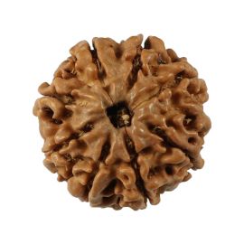 Natural 8 Mukhi (Eight Mukhi) Nepali Rudraksha GJSPC Certified 19.72 M.M.