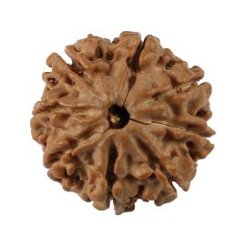 Natural 8 Mukhi (Eight Mukhi) Nepali Rudraksha GJSPC Certified 19.24 M.M.