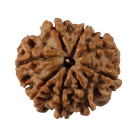 Natural 8 Mukhi (Eight Mukhi) Nepali Rudraksha GJSPC Certified 19.65 M.M.