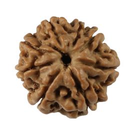 Natural 8 Mukhi (Eight Mukhi) Nepali Rudraksha GJSPC Certified 17.53 M.M.