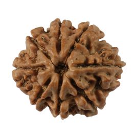 Natural 8 Mukhi (Eight Mukhi) Nepali Rudraksha GJSPC Certified 20.94 M.M.