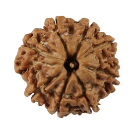 Natural 8 Mukhi (Eight Mukhi) Nepali Rudraksha GJSPC Certified 19.5 M.M.