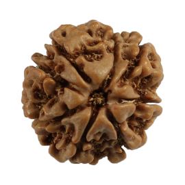 Natural 8 Mukhi (Eight Mukhi) Nepali Rudraksha GJSPC Certified 19.06 M.M.