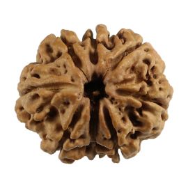 Natural 8 Mukhi (Eight Mukhi) Nepali Rudraksha GJSPC Certified 23.13 M.M.