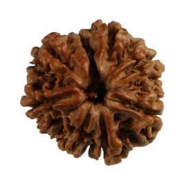 Natural 8 Mukhi (Eight Mukhi) Nepali Rudraksha GJSPC Certified 19.02 M.M.