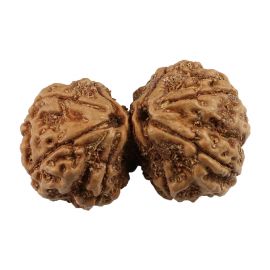 Natural 8 Mukhi (Eight Mukhi) Gauri Shankar Nepali Rudraksha GJSPC Certified 34.95 M.M.