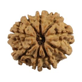 Natural 9 Mukhi (Nine Mukhi) Nepali Rudraksha GJSPC Certified 20.65 M.M.