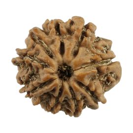 9 Mukhi Rudraksha (Nepal) 19.02 MM