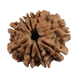 Natural 9 Mukhi (Nine Mukhi) Nepali Rudraksha GJSPC Certified 23.51 M.M.