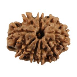 Natural 9 Mukhi (Nine Mukhi) Nepali Rudraksha GJSPC Certified 22.66 M.M.