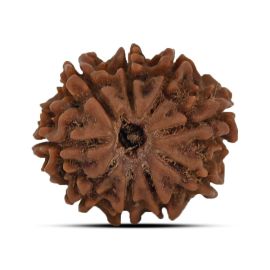 9 Mukhi Rudraksha 22.29 M.M.