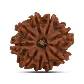 9 Mukhi Rudraksha 20.56 M.M.